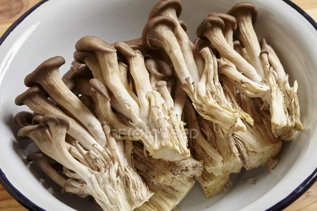 Funghi di ostrica giovani — Foto stock