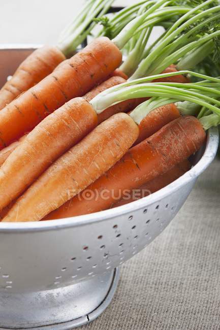 Frische rohe Karotten — Stockfoto