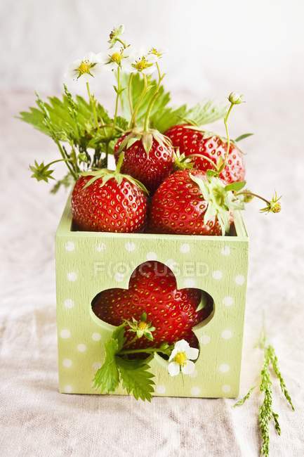 Strawberries with leaves and blossom — Stock Photo