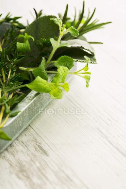 Fresh green Herbs — Stock Photo