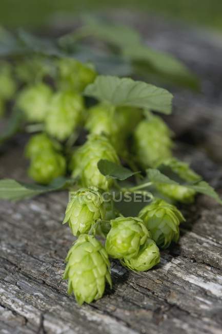 Green hops cones on a wooden surface — Stock Photo
