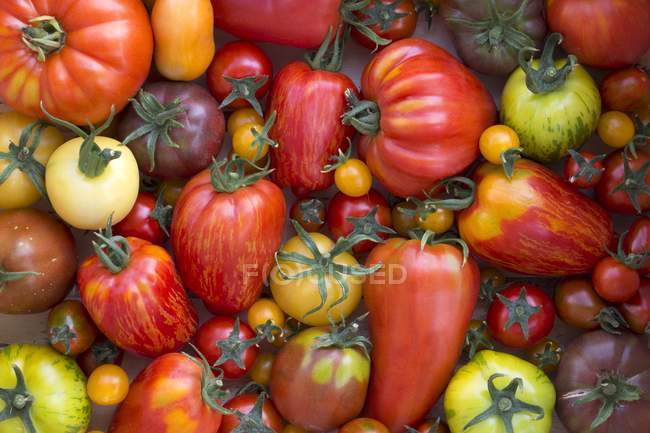 Various Heirloom tomatoes — Stock Photo
