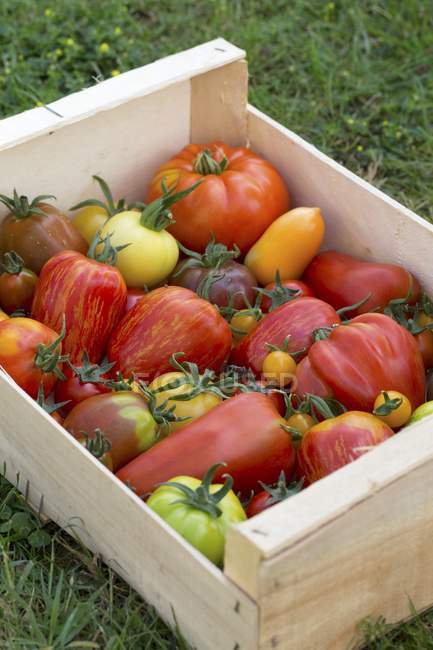 Tomates de relíquia coloridos — Fotografia de Stock