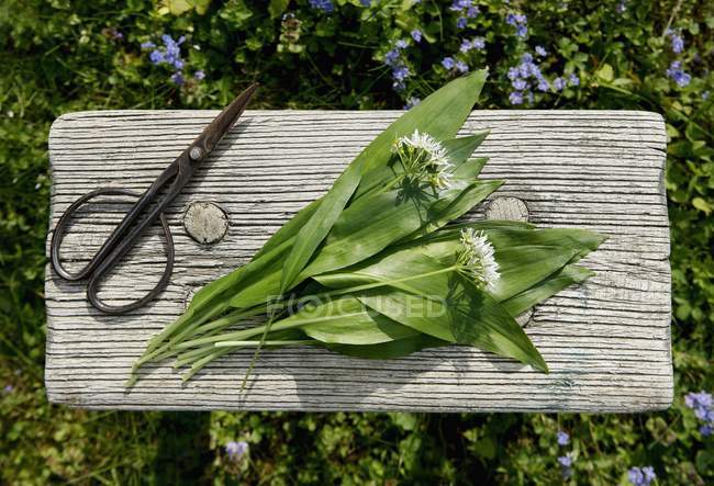 Fresh wild garlic and flowers — Stock Photo