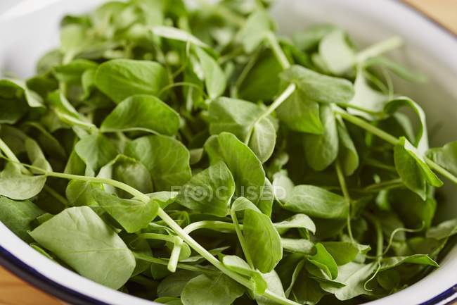 Fresh peas shoots in a white bowl — Stock Photo