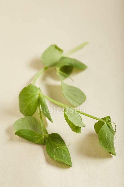Brotes de guisante verde en superficie blanca - foto de stock