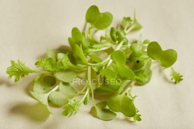 Folhas de wasabina frescas deitadas na superfície branca — Fotografia de Stock