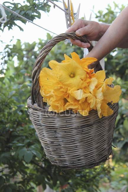 Mani che tengono cesto di fiori di zucchina — Foto stock