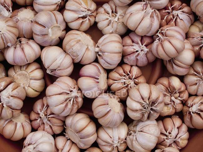 Bulbi di aglio cimelio — Foto stock