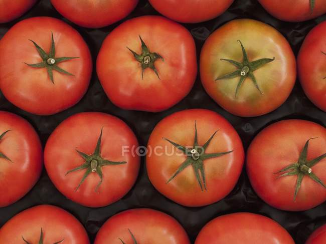 Tomates ecológicos rojos - foto de stock