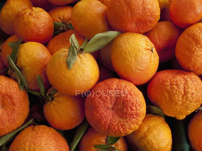 Mandarinas Shasta Gold — Fotografia de Stock