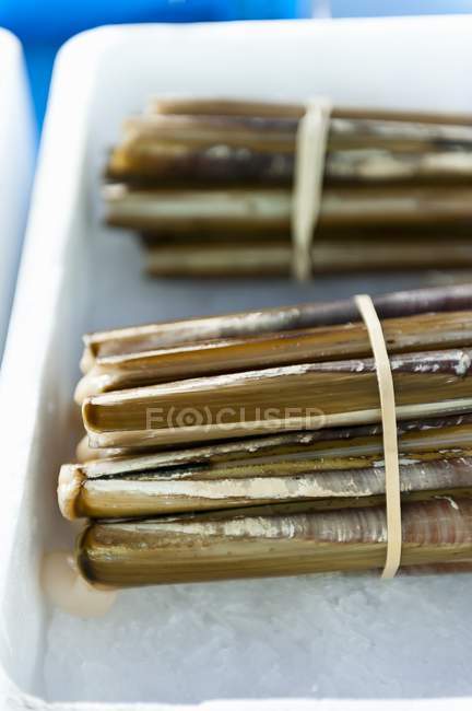 Closeup view of bundled fresh razor clams on ice — Stock Photo