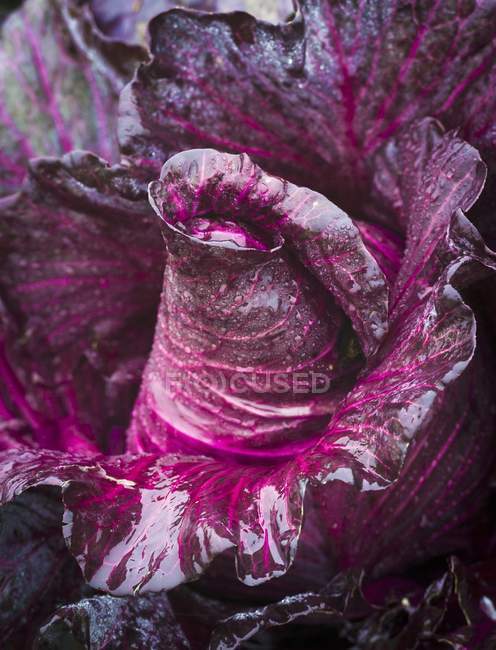 Свежая мытая красная капуста — стоковое фото