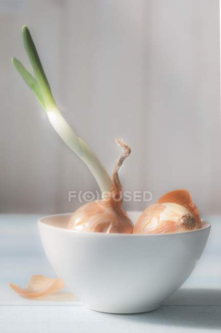 Two onions in bowl — Stock Photo
