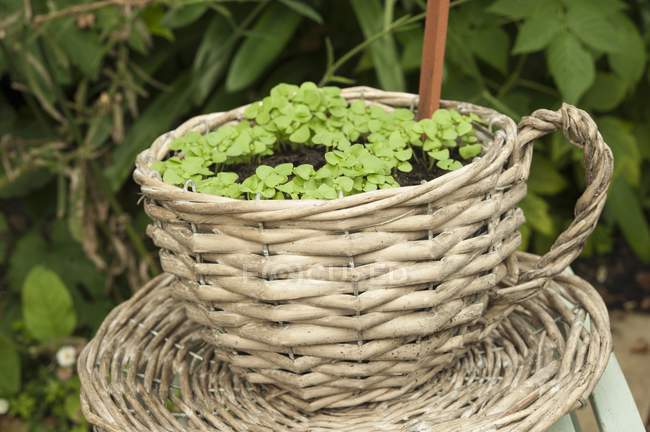 Plántulas de rábano que crecen afuera en una cesta con forma de taza de té - foto de stock