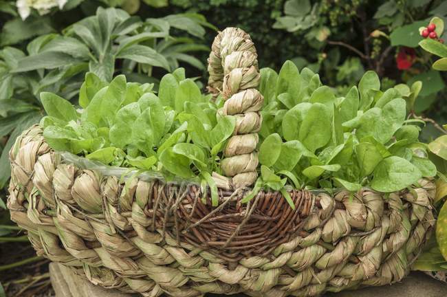 A roughly woven basket outside filled with reddish seedlings — Stock Photo