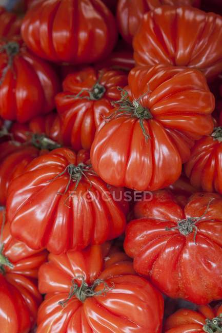 Красные помидоры Oxheart — стоковое фото