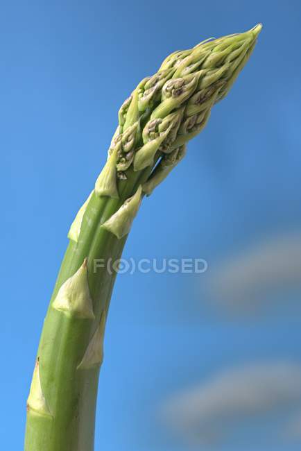 Lancia di asparagi verdi — Foto stock