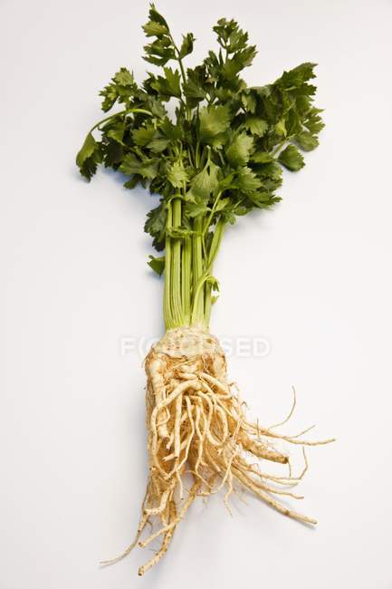 Celery roots with leaves — Stock Photo