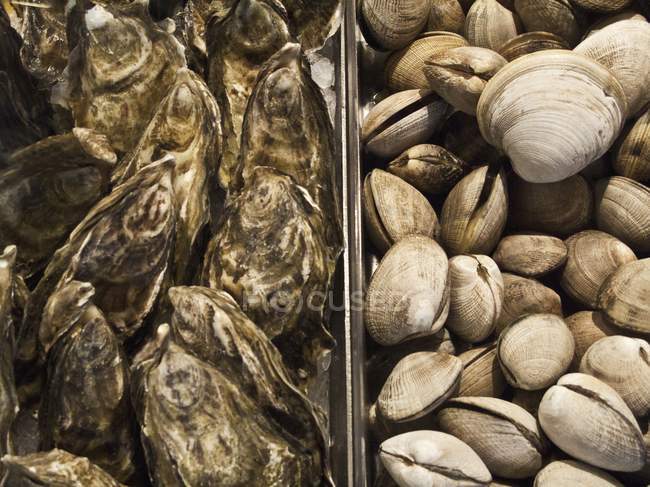 Frische Austern und Venusmuscheln — Stockfoto