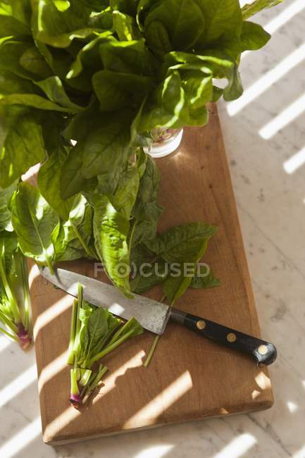 Espinacas frescas picadas - foto de stock