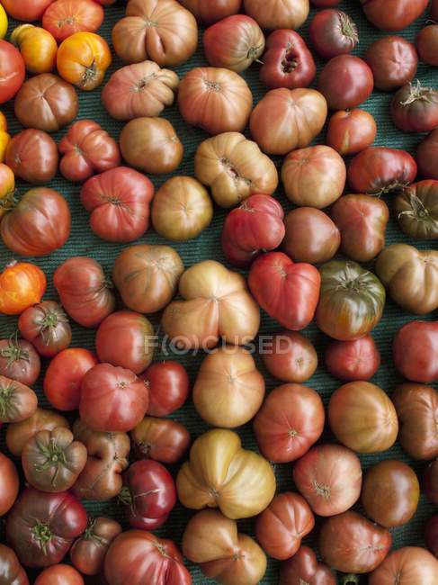 Various Heirloom tomatoes — Stock Photo