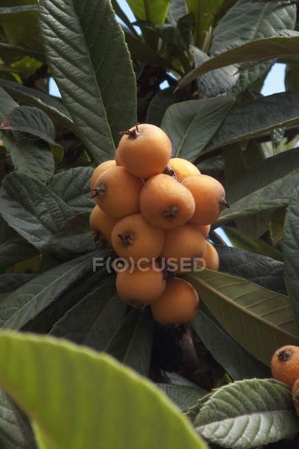 Loquats poussant sur l'arbre — Photo de stock