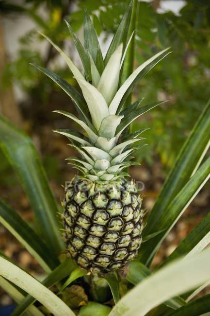 Whole pineapple on plant — Stock Photo