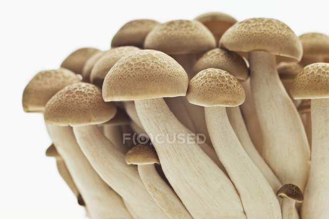 Shimeji mushrooms, close-up — Stock Photo
