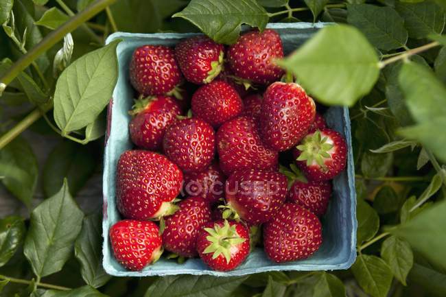 Fresh picked strawberries — Stock Photo
