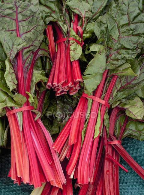Bunches of red-stemmed chard — Stock Photo