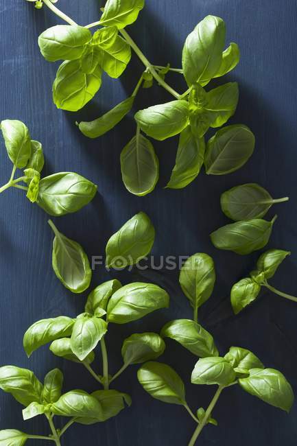 Fresh green basil — Stock Photo