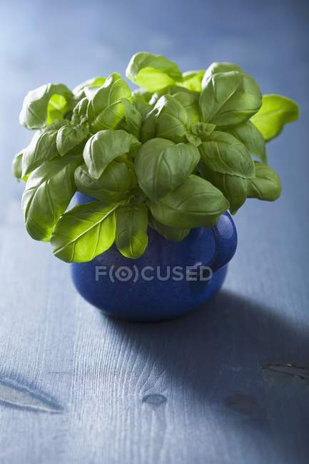 Manjericão fresco crescendo em copo azul — Fotografia de Stock