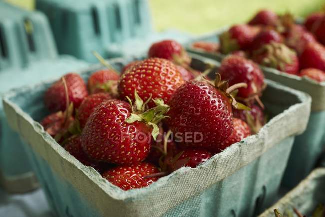 Strawberries in cardboard punnets — Stock Photo
