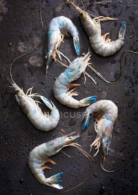 Crevettes bleues crues — Photo de stock