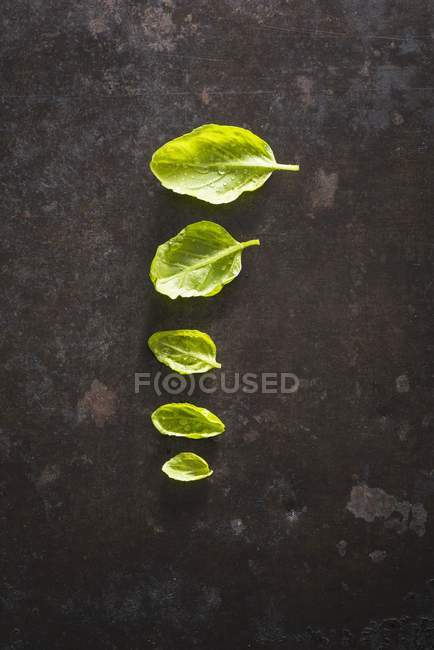 Ряд зеленых листьев базилика — стоковое фото