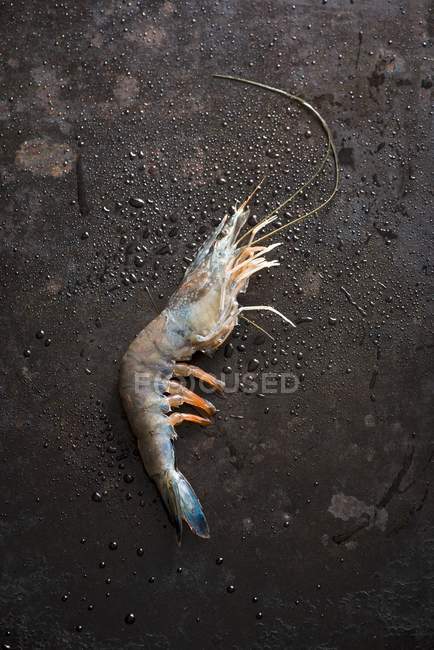 Closeup top view of one blue prawn on wet black surface — Stock Photo