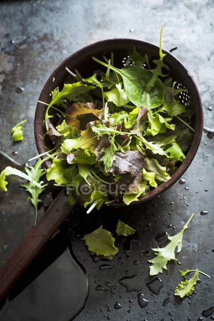 Свіже листя салату в ситі — стокове фото