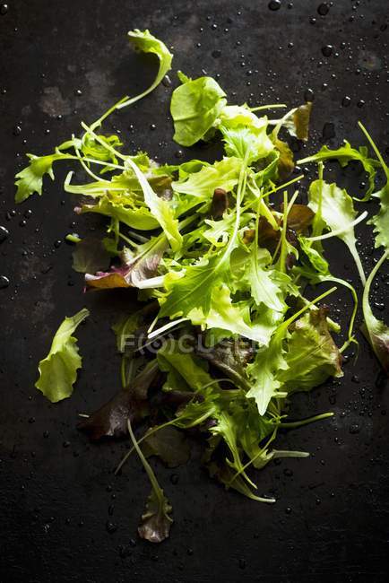 Свежевымытые листья салата — стоковое фото