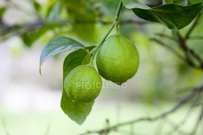 Limes poussant sur les arbres — Photo de stock
