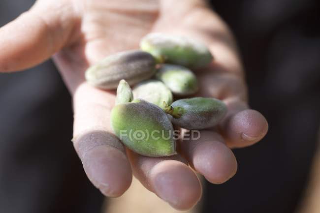 Hand holding fresh almonds — Stock Photo
