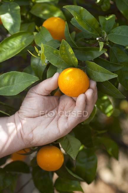 Closeup cropped view of hand picking an orange from tree — Stock Photo