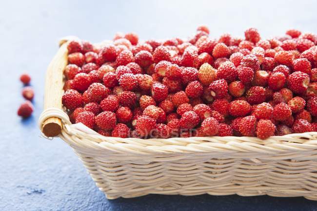 Cesta de fresas silvestres - foto de stock