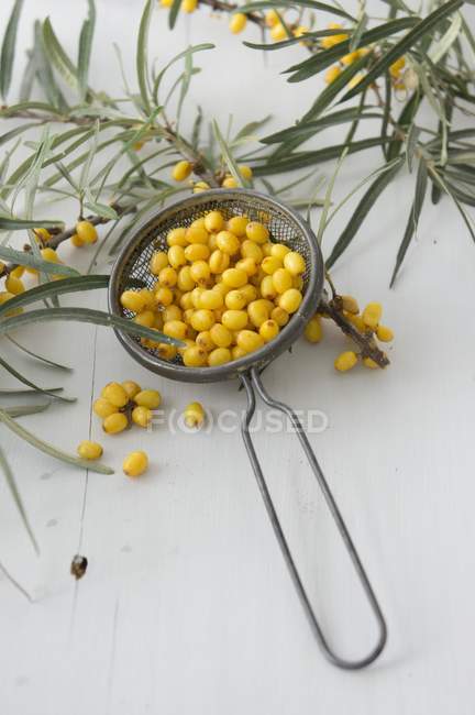 Bacche di olivello spinoso in setaccio — Foto stock