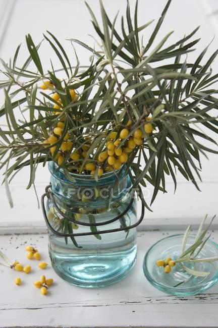 Razze di bacche di olivello spinoso — Foto stock