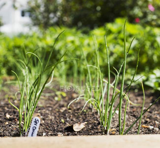 Spring onions in patch — Stock Photo