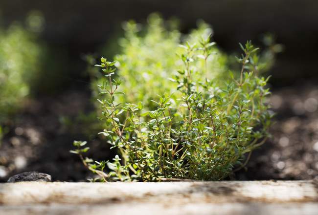 Thyme plants growing in garden — Stock Photo