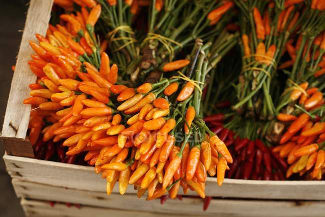 Bundles of fresh chili peppers — Stock Photo