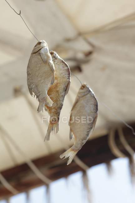 Daytime view of dried fish hanging on a wire — Stock Photo