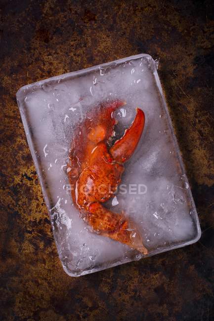 Top view of cooked lobster claw in container of ice — Stock Photo